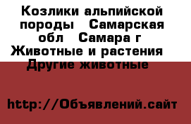 Козлики альпийской породы - Самарская обл., Самара г. Животные и растения » Другие животные   
